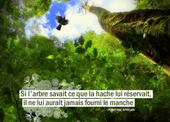 Si l'arbre savait ce que la hache lui réservait, il ne lui aurait jamais fourni le manche. PROVERBE AFRICAIN - Graine d'Eden Citations