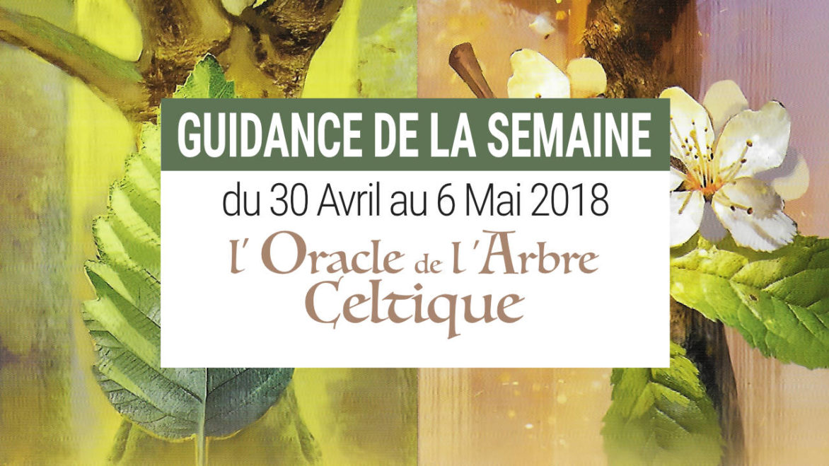 30 Avril au 6 mai 2018 - Votre guidance de la semaine avec l'Oracle de l'Arbre Celtique de Sharlyn Hidalgo et Jimmy Manton - Graine d'Eden Développement personnel, spiritualité, tarots et oracles divinatoires, Bibliothèques des Oracles, avis, présentation, review tarot oracle , revue tarot oracle